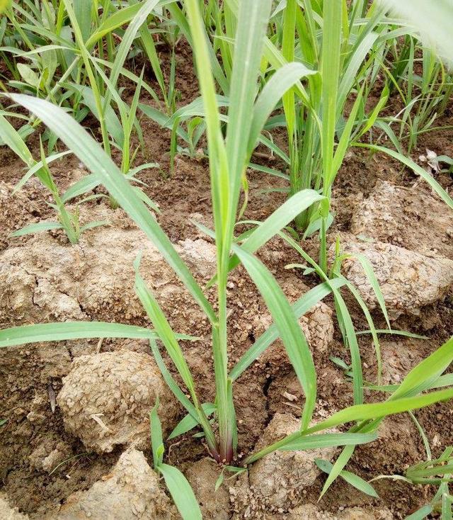 有种野草叫马唐,农民伯伯对其恨之入骨,动物却非常喜欢