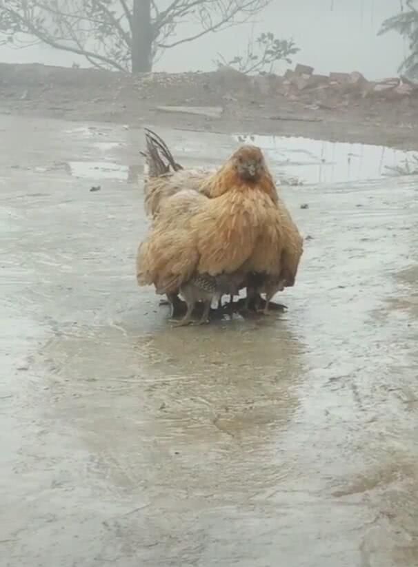 母鸡站着给小鸡取暖,天寒地冻,主人一瞧深受感染!