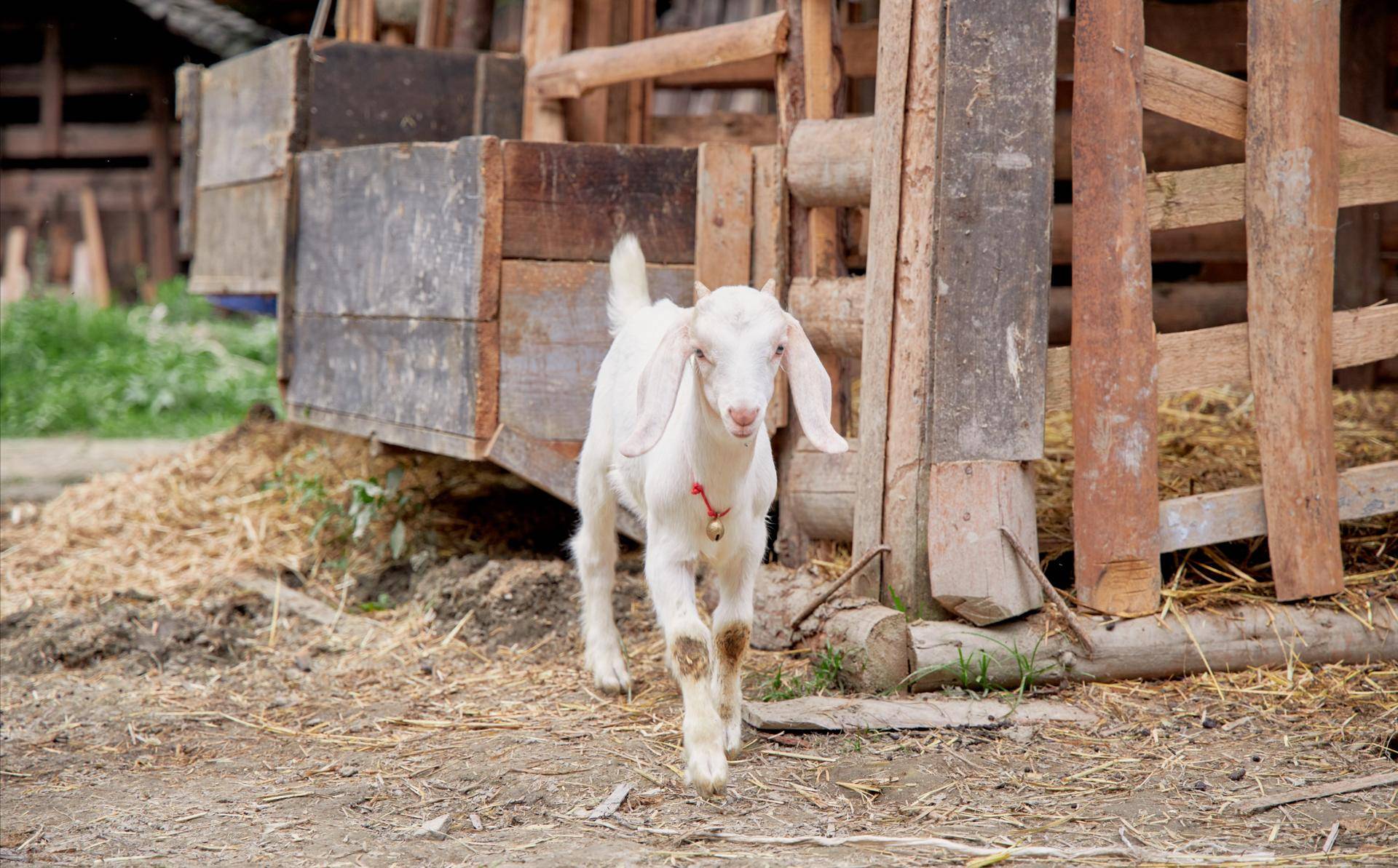 向往的生活4一只羊上了热搜是情怀还是营销手段
