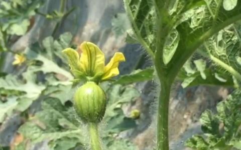 分辨公花母花 留果最佳时期授粉 西瓜丰收秘籍 分辨公花母花 留果最佳时期授粉 西瓜丰收秘籍