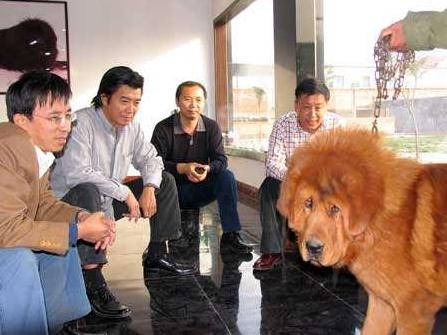 从"琼瑶小生"到"藏獒养殖之父",被迫娶妻的张佩华,如今怎样了?