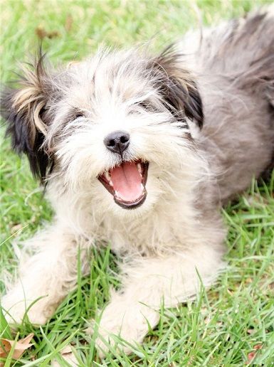 乱蓬蓬被毛的罗秦犬却是世界上最贵的狗