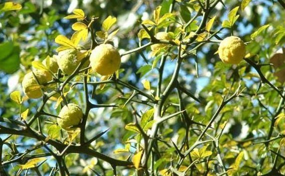 农民种植天然的篱笆果实入药价值珍贵