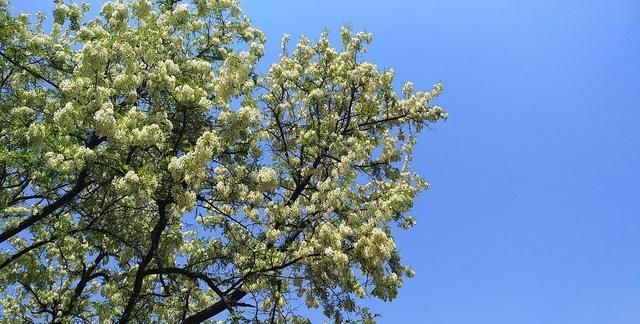 5月的大连，到处都是槐花的清香，大连的市花是槐花吗？