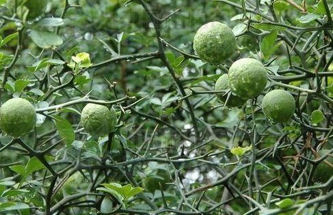 这棵树的学名是"智",这棵树有许多树枝和长穗子,因为它的树枝上覆盖着