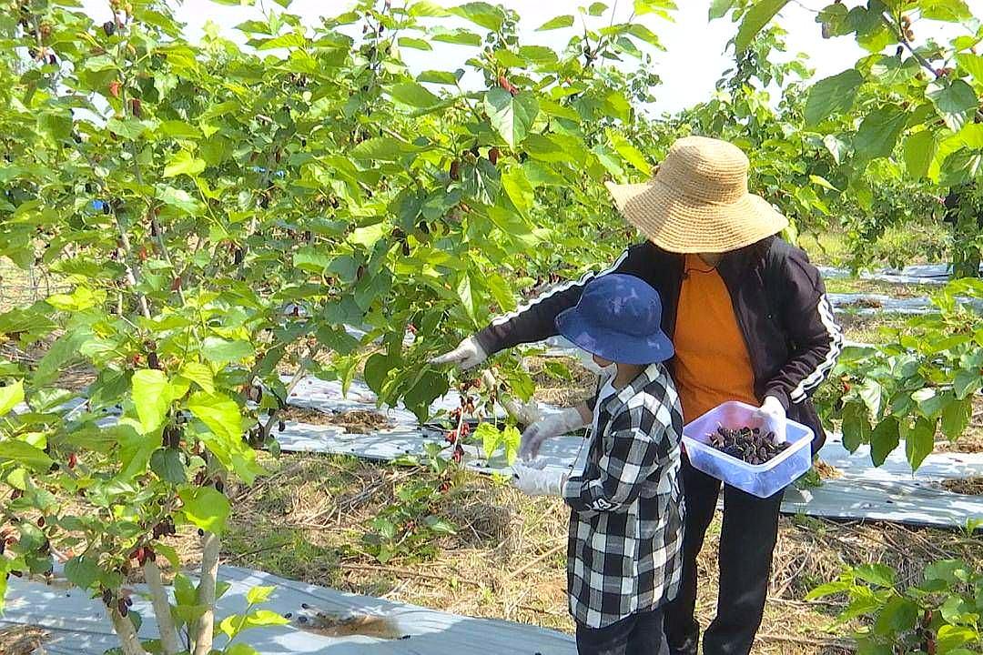 五一小长假,合作社桑葚喜丰收,武汉市民前来采摘正当时