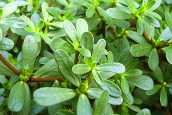 马齿笕加白酒泡一泡白发变黑发白发没了秃发没了值得一试