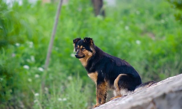老人常说"燕知寒门,狗知新婿",农村土狗这么有灵性吗?