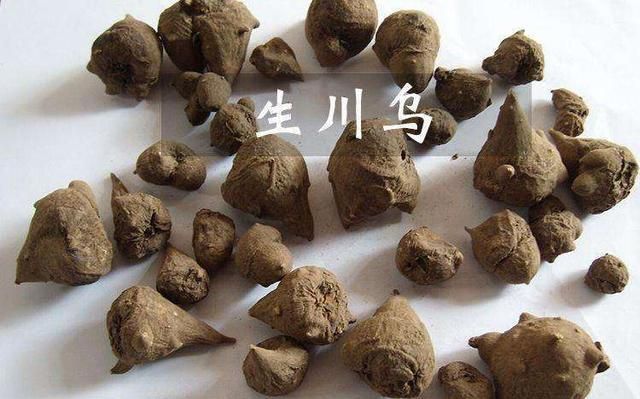 沿着神农氏的足迹之川乌