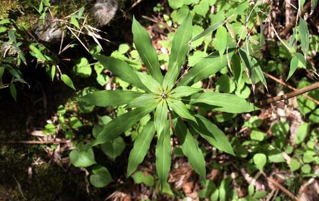 一种农村山上的植物,小伙发现种植了60亩,村里人都学着种|七叶一枝花