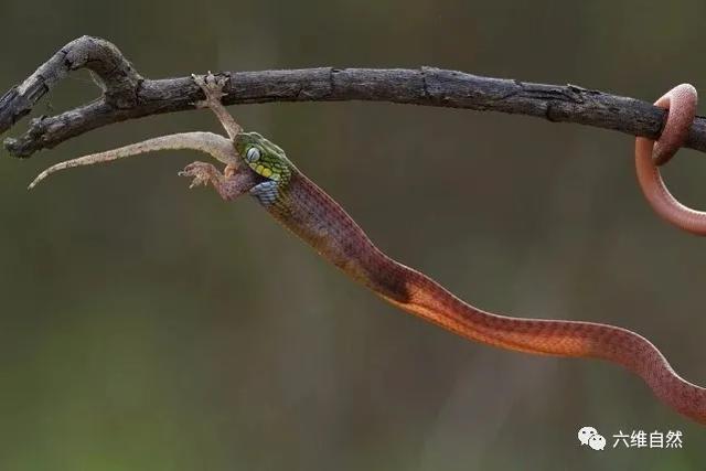 越一绿林蛇捕食蜥蜴,通体透明的蛇身,甚至能看到蛇肚中蜥蜴猎物