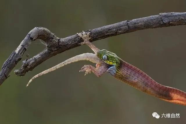 越一绿林蛇捕食蜥蜴,通体透明的蛇身,甚至能看到蛇肚中蜥蜴猎物