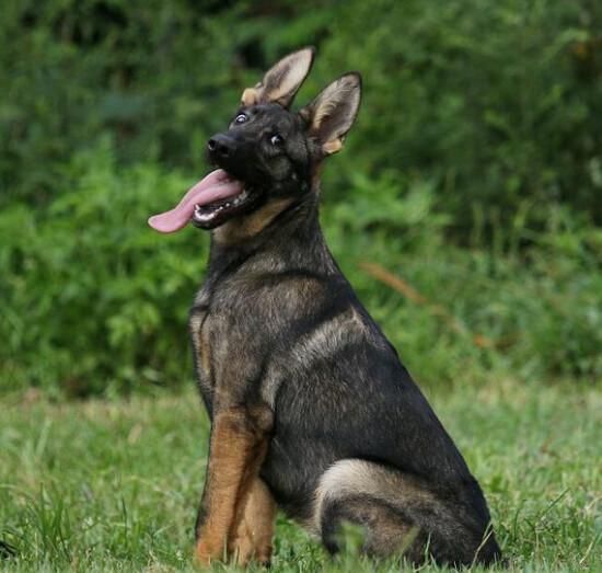 昆明犬共有三种颜色品系:狼青,草黄,黑背,无论什么品系,昆明犬都属于