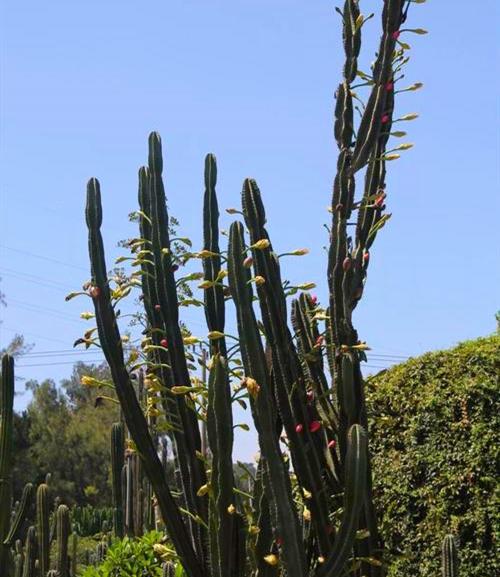 一种仙人掌外形丑开花美,很多人抢着养,只为了赏花