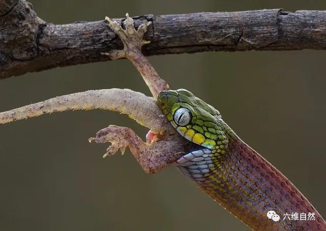 越一绿林蛇捕食蜥蜴通体透明的蛇身甚至能看到蛇肚中蜥蜴猎物