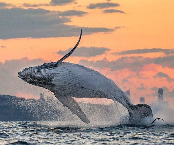 鲸鱼"全身都是宝",相比粪便价值昂贵,反而这个东西更有意义!