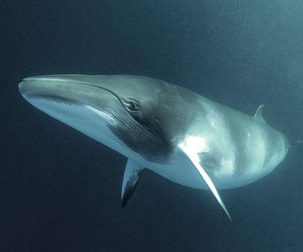 鲸鱼"全身都是宝",相比粪便价值昂贵,反而这个东西更有意义!