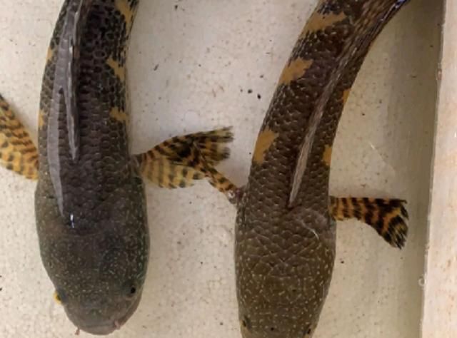 雷龙鱼怎么分辨公母我列举了3类常见的第2类希望你能养到手