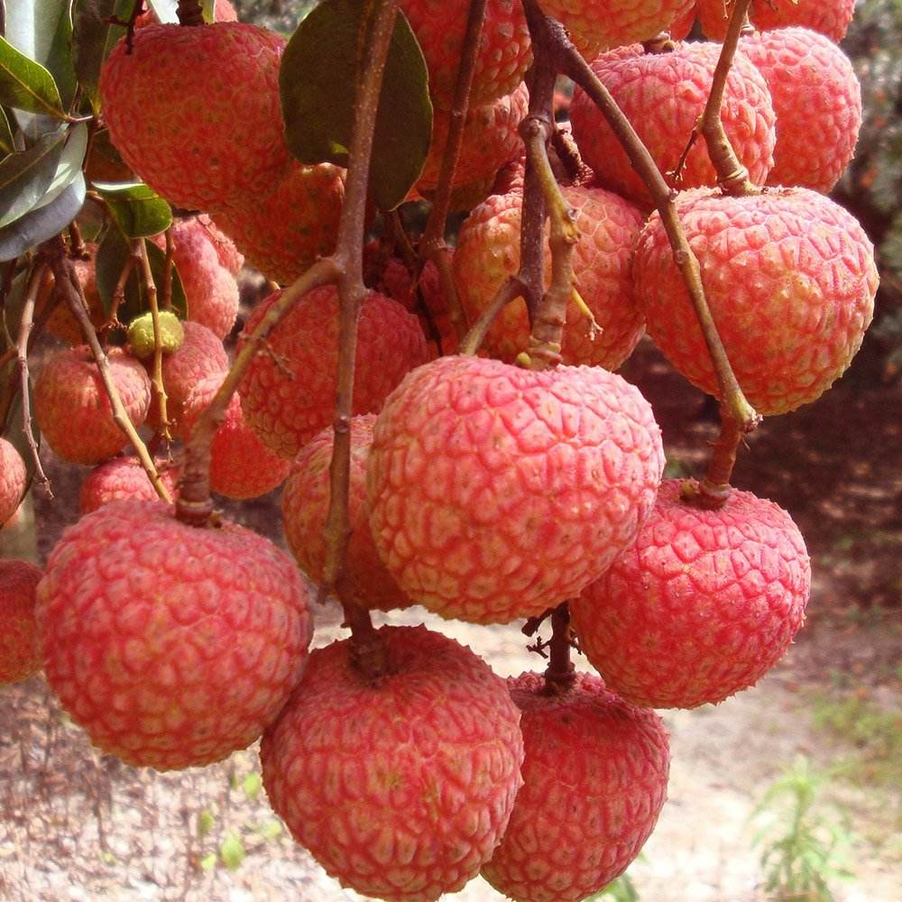 广东茂名白糖罂荔枝,皮薄易剥,核小肉厚,甜而不腻,略带清香!