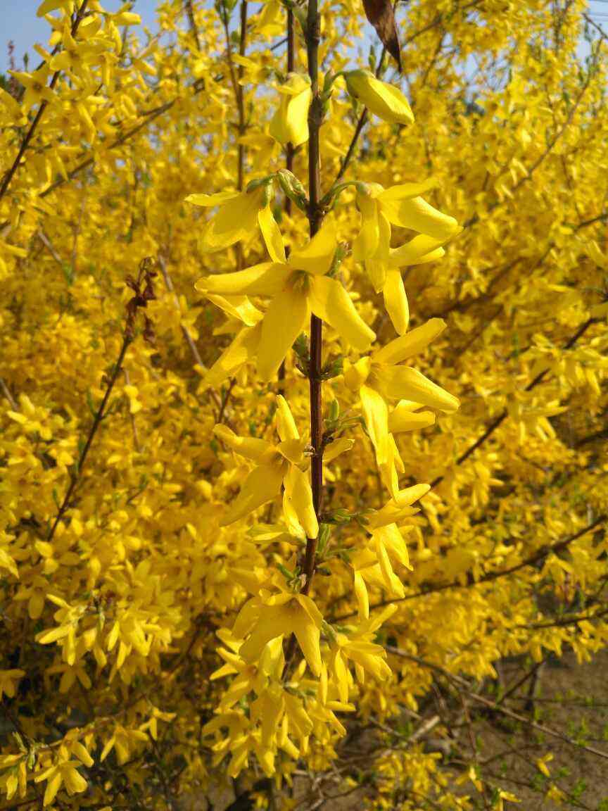 路边常见的金黄花海,名字叫做连翘,不仅模样美还是一味药!