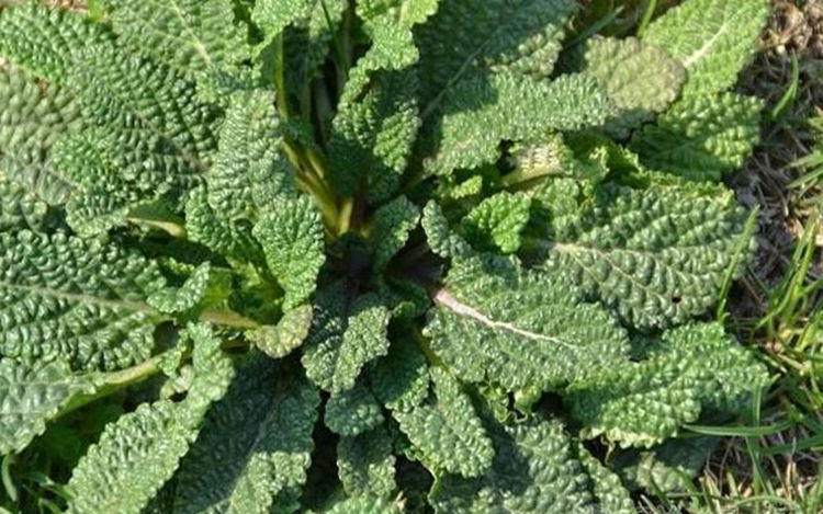 山上的"疙瘩草",农民见到就拔跑,却是珍贵的"止咳药"|疙瘩|止咳|蟾蜍_