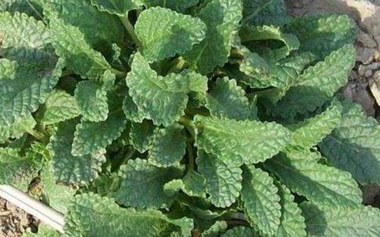 山上的"疙瘩草",农民见到就拔跑,却是珍贵的"止咳药"|疙瘩|止咳|蟾蜍_