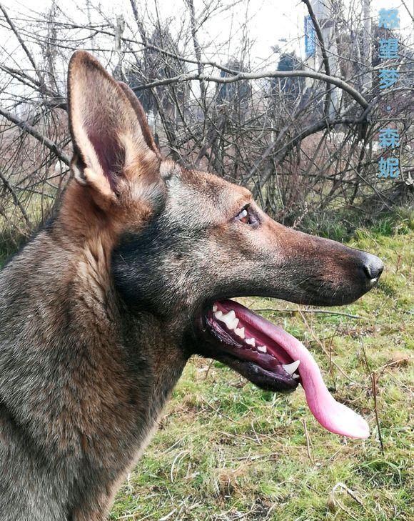 昆明犬共有三种颜色品系:狼青,草黄,黑背,无论什么品系,昆明犬都属于