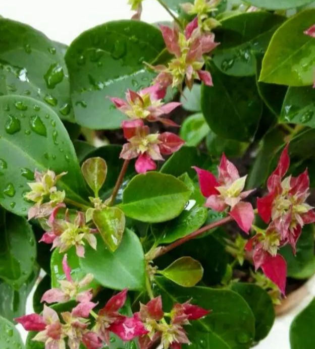 短日照花卉不开花,关小黑屋促花,1个月后花苞开满头