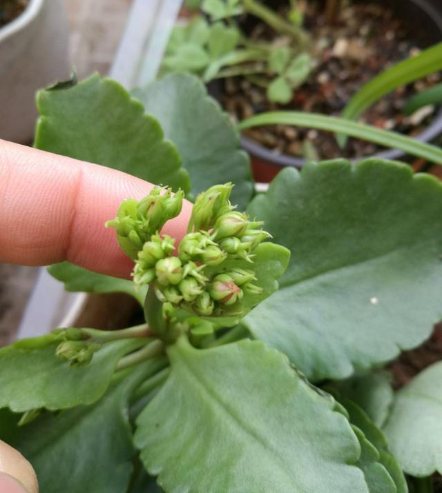 九月底开始给长寿花改变养殖方法花芽分化快