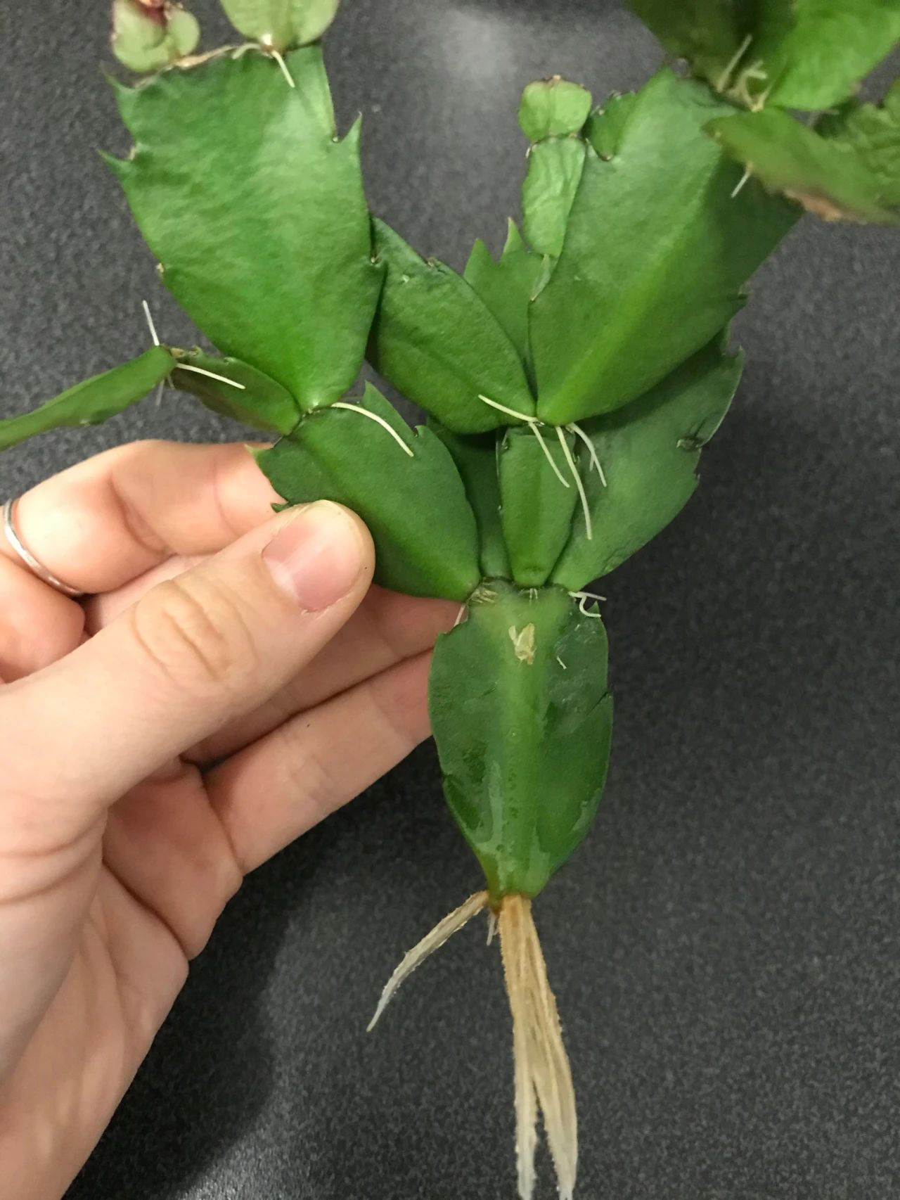 蟹爪兰开花之后修剪枝条,好处多多,能不断繁殖,促进下次开花