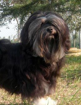 乱蓬蓬被毛的罗秦犬却是世界上最贵的狗