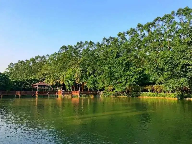 揭东区埔田镇的万竹园园内山水绿野相映成趣,家门口的天然氧吧