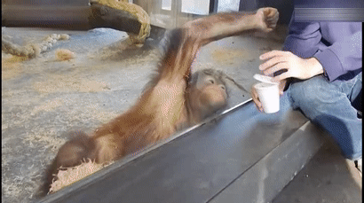 小哥给猩猩玩变没了的游戏,猩猩:我都看到了,给你个面子配合下