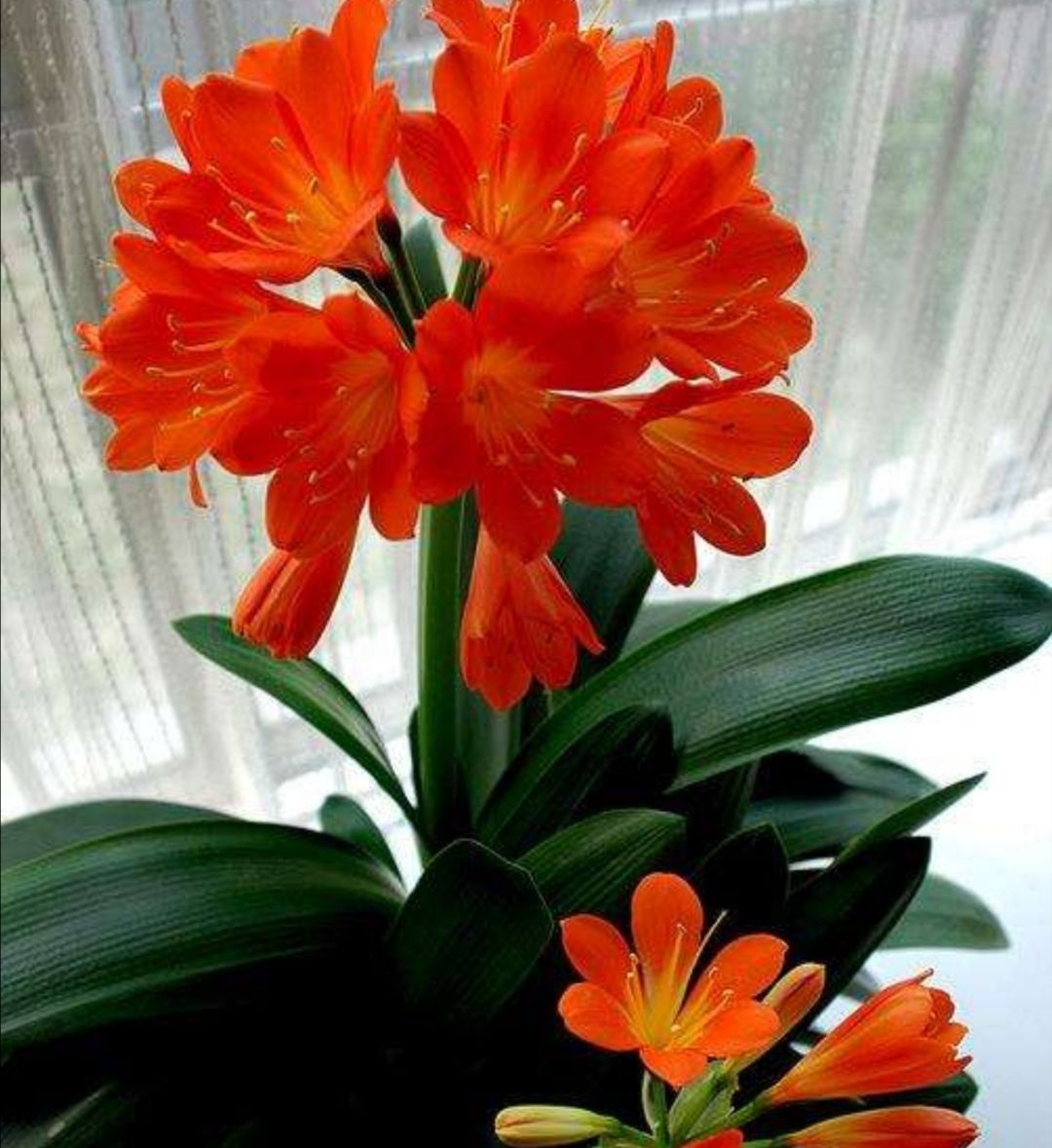 君子兰开花受阻4个方面做的不够好应及时改善