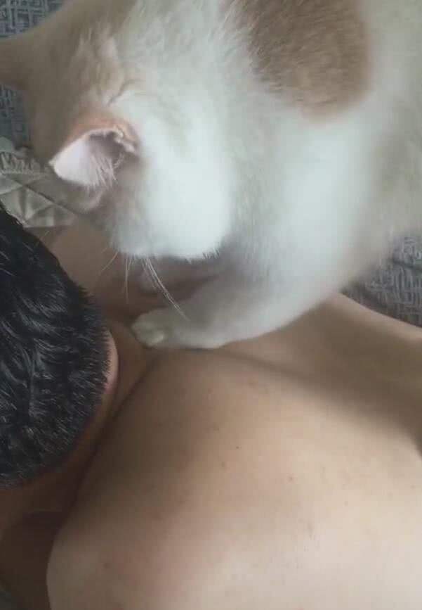 真的是挺好的,平常主人闲着没事了,就让猫咪过来帮按摩一下,而有猫咪
