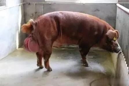 猪场产能低,是公猪不给力或是是采精操作有问题?