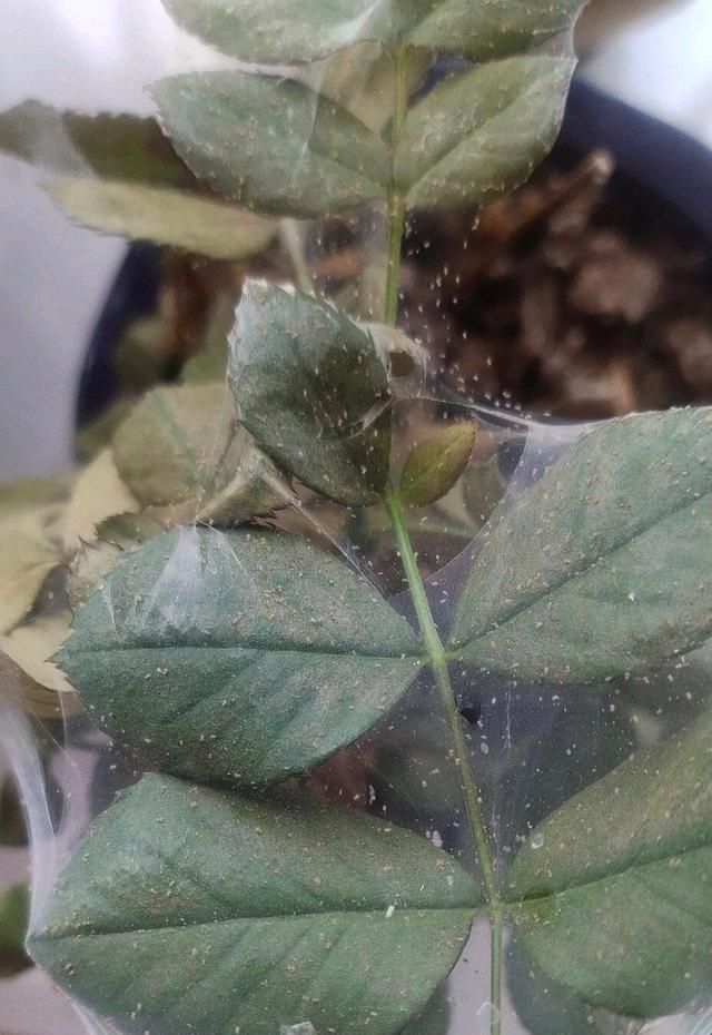 月季到了"红蜘蛛"晚期,还有救吗?2步操作,半个月根治