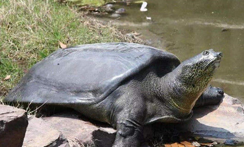 另一部名著《红楼梦》也提到了癞头鼋,贾宝玉发誓自己不欺负林黛玉