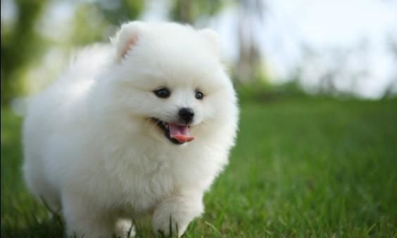 掌握以下要点,区分博美犬和银狐犬,并不难!