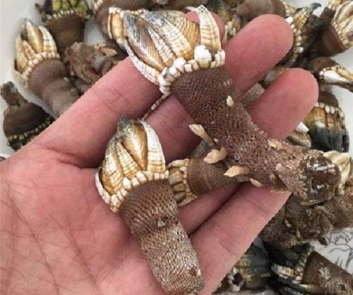 吃过的人却被它们圈粉,只是名字不好听|海鲜|名字|狗爪_新浪新闻