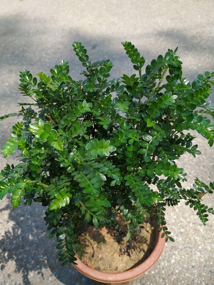 清香木盆景真好养形态苍奇还散发幽香看一眼就魂牵梦萦