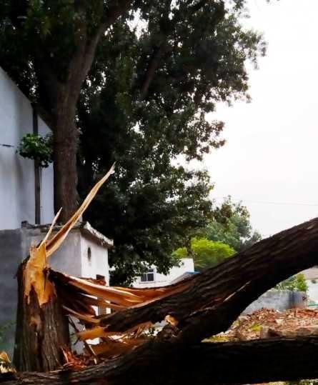 碗口粗柳树被吹折……济南昨晚风力有多|情报站|碗口|大风_新浪新闻