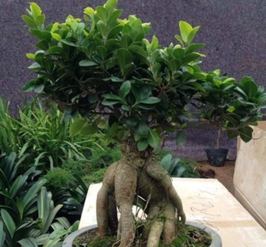 养榕树盆景,只要做好5个养护要点,长得旺盛,树姿优美