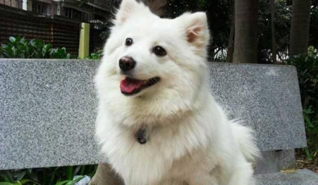 都超博美犬,博美犬是最小型的犬,体重不会超过5公斤;银狐犬为中型犬