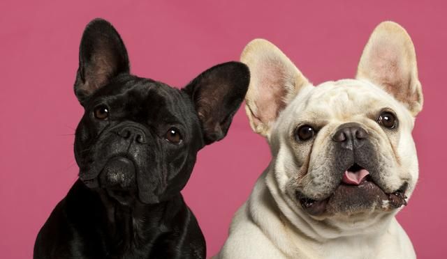 巴哥犬|法国斗牛犬|毛发_新浪新闻