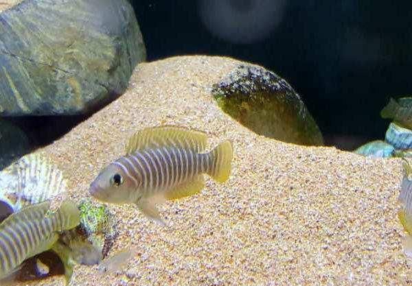 怎样才能养好三湖卷贝