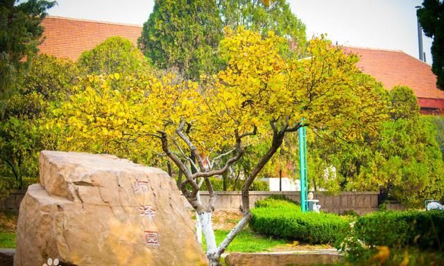 青岛同城大学,青岛理工大学与青岛科技大学,该如何选择和报考
