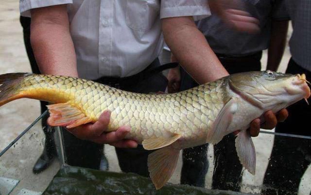 长江三鲜之首,"鱼中之王",每斤卖到200元,有钱都不一定买到