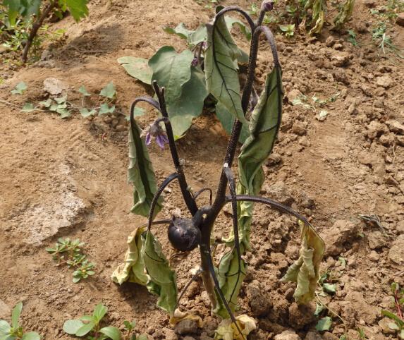 茄子叶片萎蔫可能是这2种病引起的,认真识别对症用药防治效果好