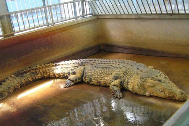史上"最凶猛"鳄鱼古斯塔夫:十年杀戮300人,至今仍逍遥法外